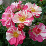 MIND GAMES (floribunda)